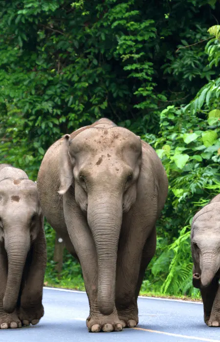 Bangkok pictures - Elephants view from Bangkok safari trip